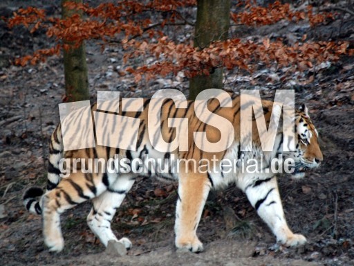 Sibirischer Tiger_1.JPG